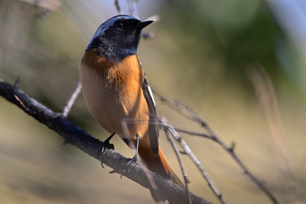 懐っこいジョウ君