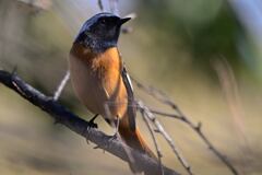 懐っこいジョウ君