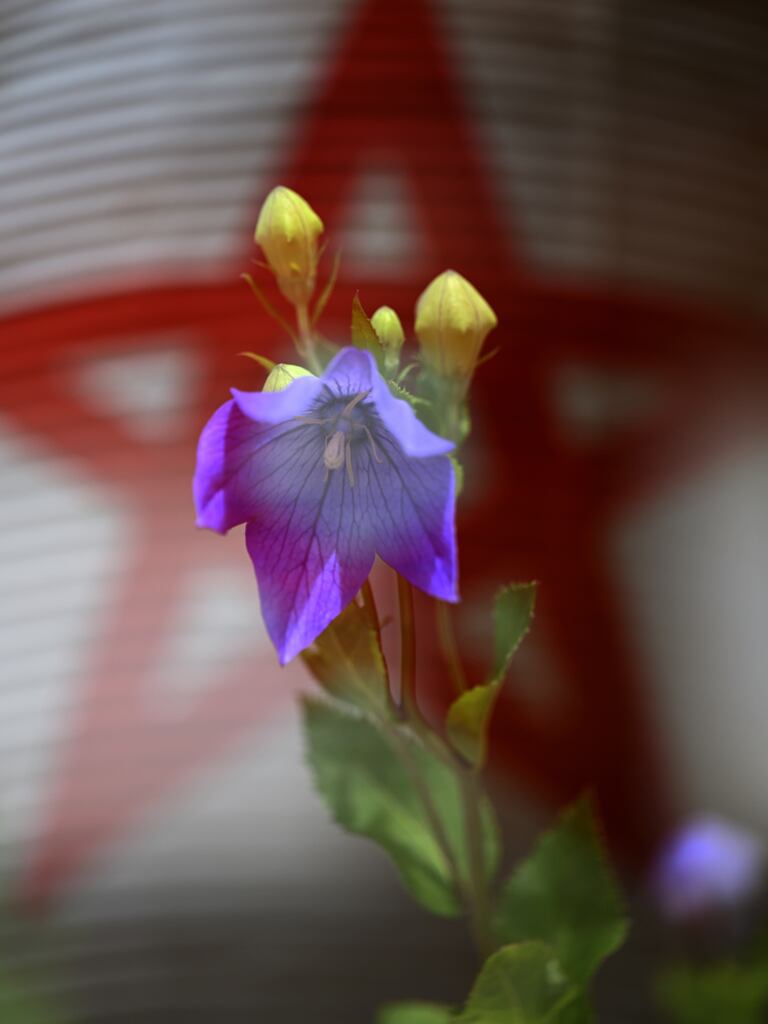 桔梗と五芒星