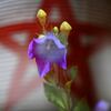 桔梗と五芒星