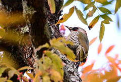 馴染みのアオゲラ