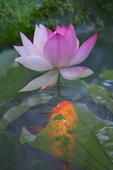 紅白蓮と鯉