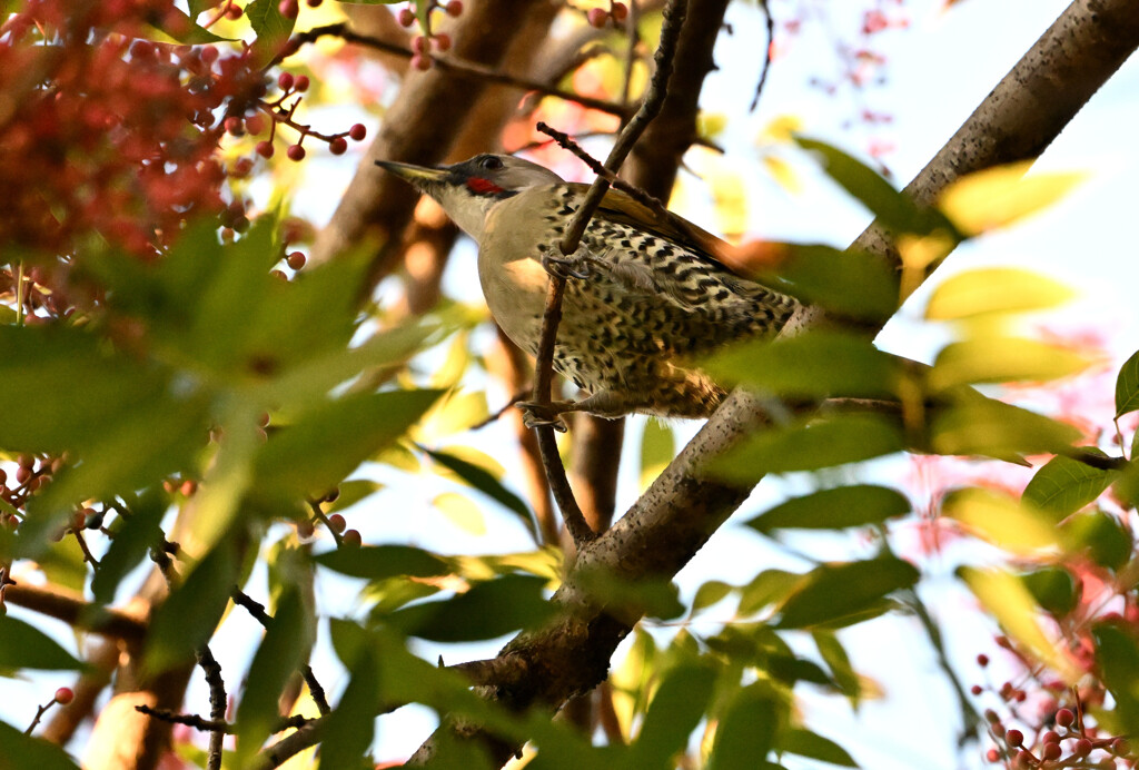 実りの秋とアオゲラ ２