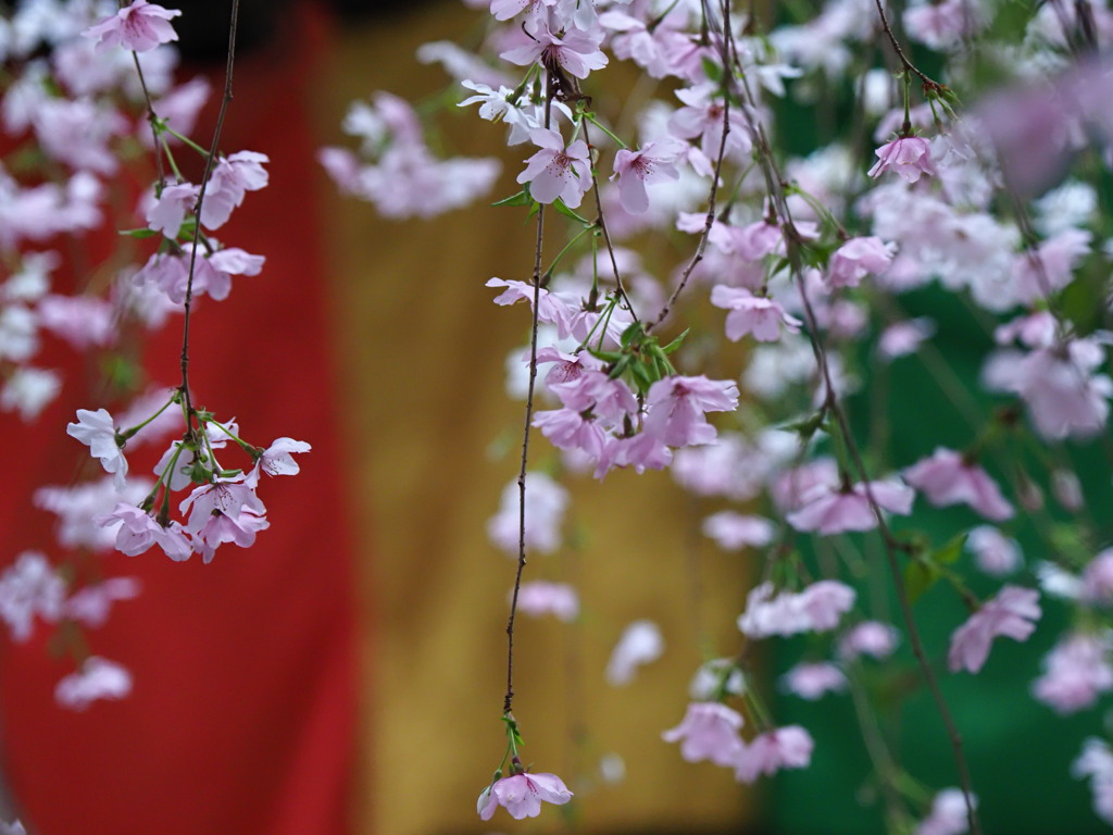 六角堂の枝垂れ桜 １