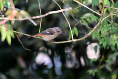 ブランコから虫探し