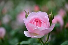 春バラⅡ「レッドヒルヒーサーの森」