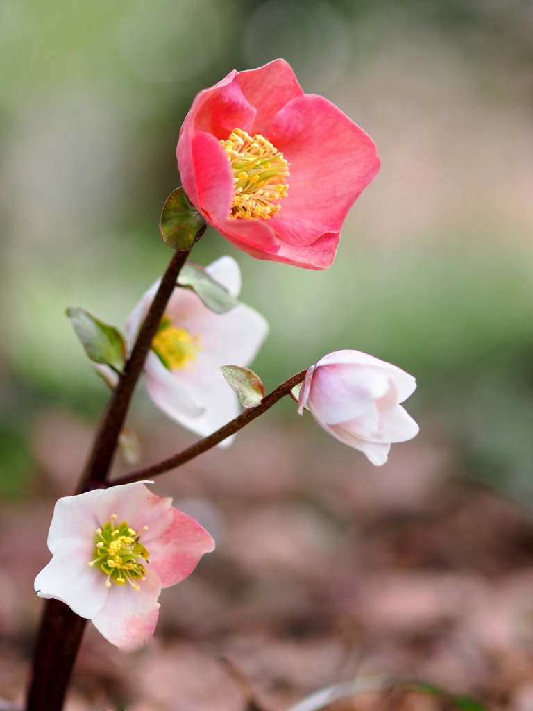 この花なんの花気になる花