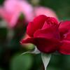 春バラⅢ「レッドヒルヒーサーの森」