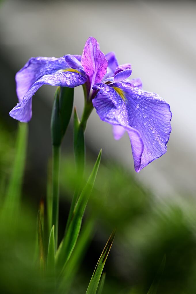 雨上がり１　花菖蒲