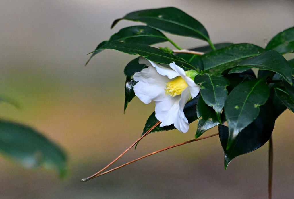白椿（自然のままに）