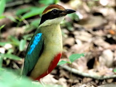 3年目のヤイロチョウ 2　2017年