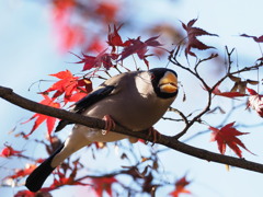 もぐもぐタイム