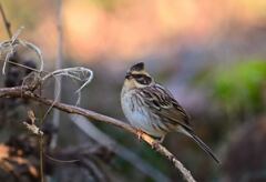 初鳥もミヤホ嬢