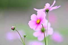 薄（淡）紅色の可愛い君