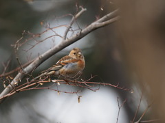 アトリ♀