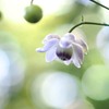 Fairy１