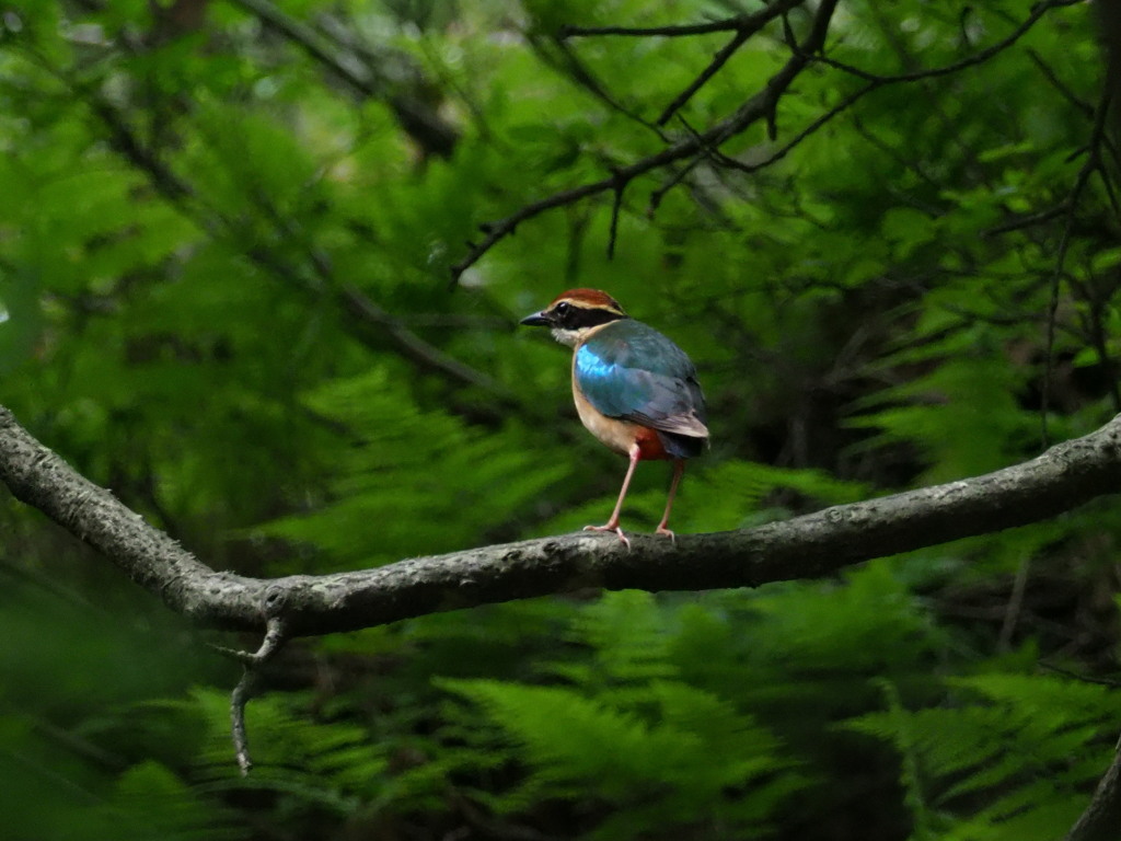 3年目のヤイロチョウ 1　2017年