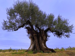 樹齢２０００年のオリーブ大樹