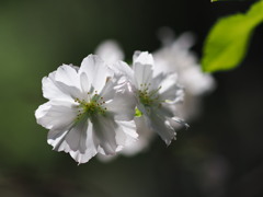 １０月桜