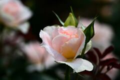 春バラⅠ「レッドヒルヒーサーの森」