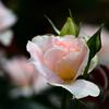 春バラⅠ「レッドヒルヒーサーの森」