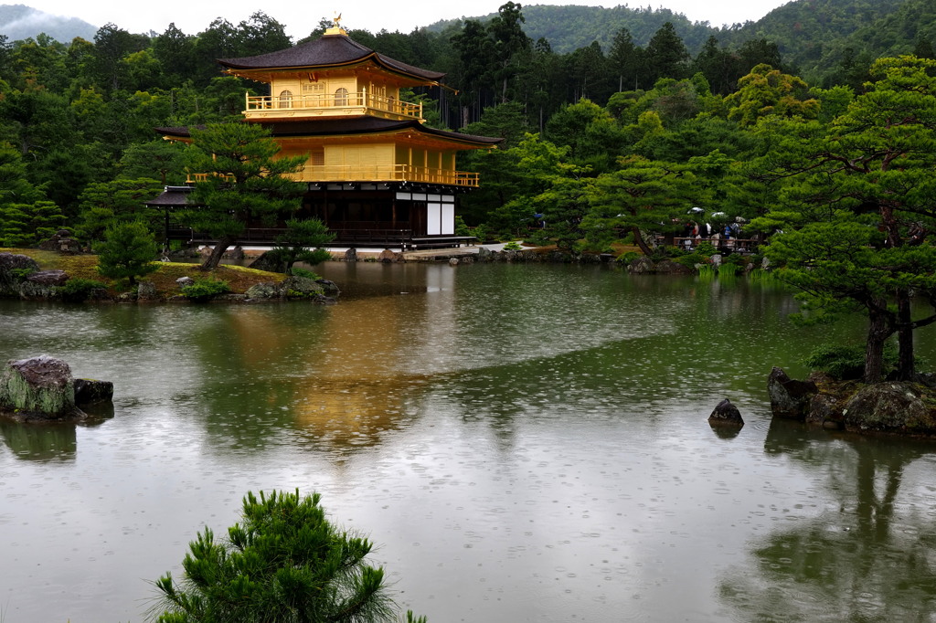 五月雨の鹿苑寺