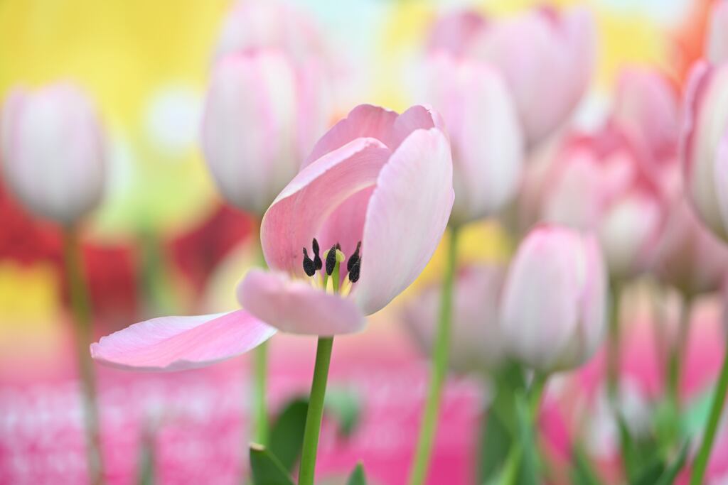 春待ち覗き窓