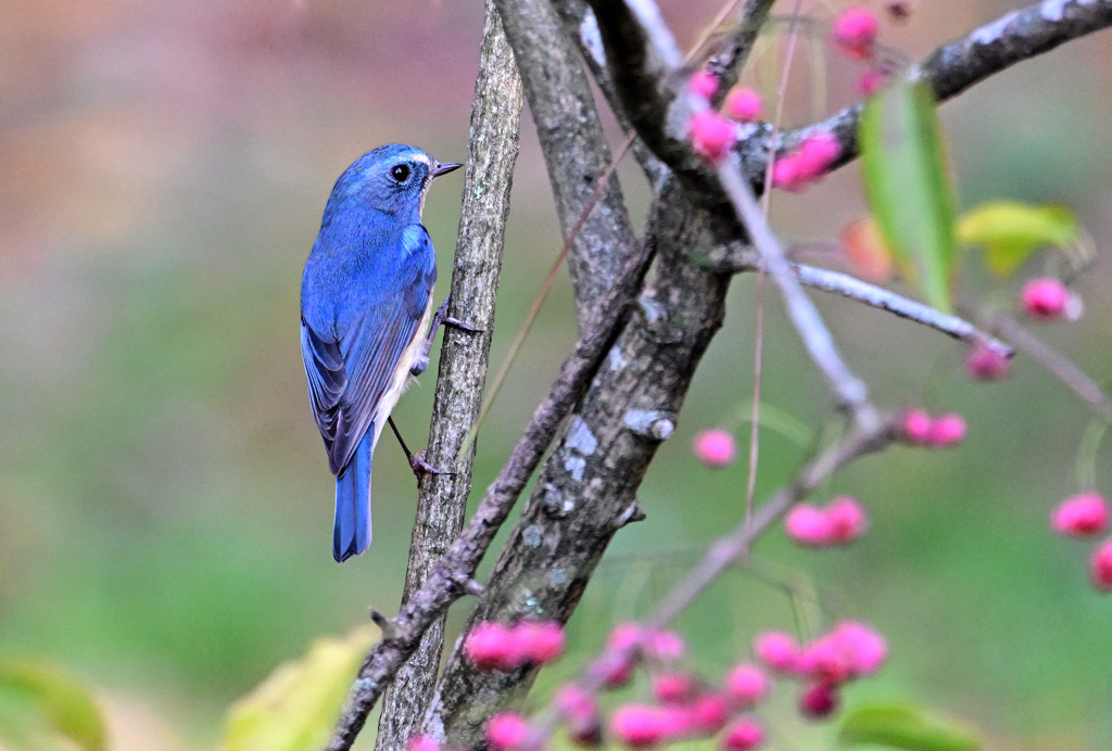 マユミ愛のルリ君