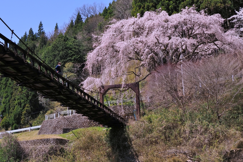 魚ヶ渕の吊り橋の枝垂れ桜