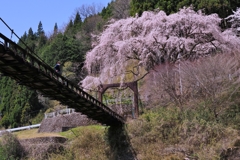 魚ヶ渕の吊り橋の枝垂れ桜