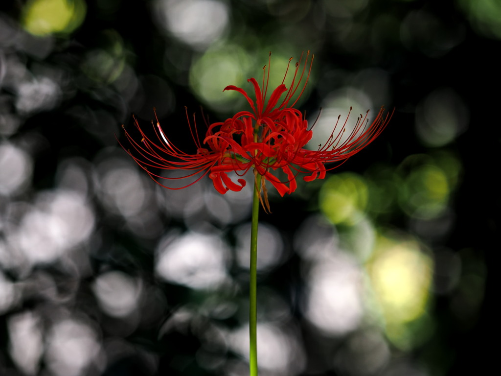 陰の彼岸花