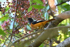 夏鳥と冬鳥の同居