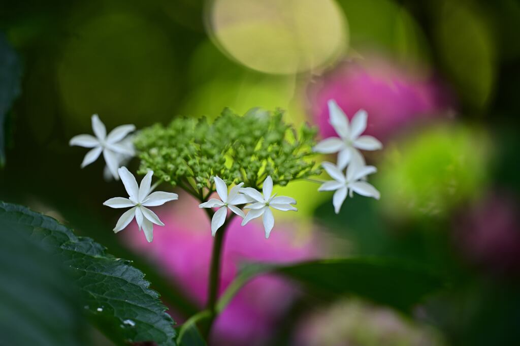 紫陽花１（梅宮大社）