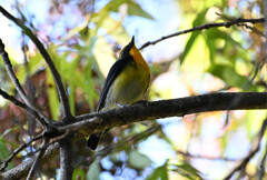 涙がこぼれない様に♬ 涙がこぼれない様に♬