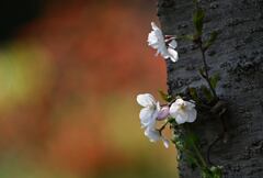 老木パワー（胴吹き桜）