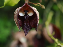 遂に遭遇　ダースベイダー
