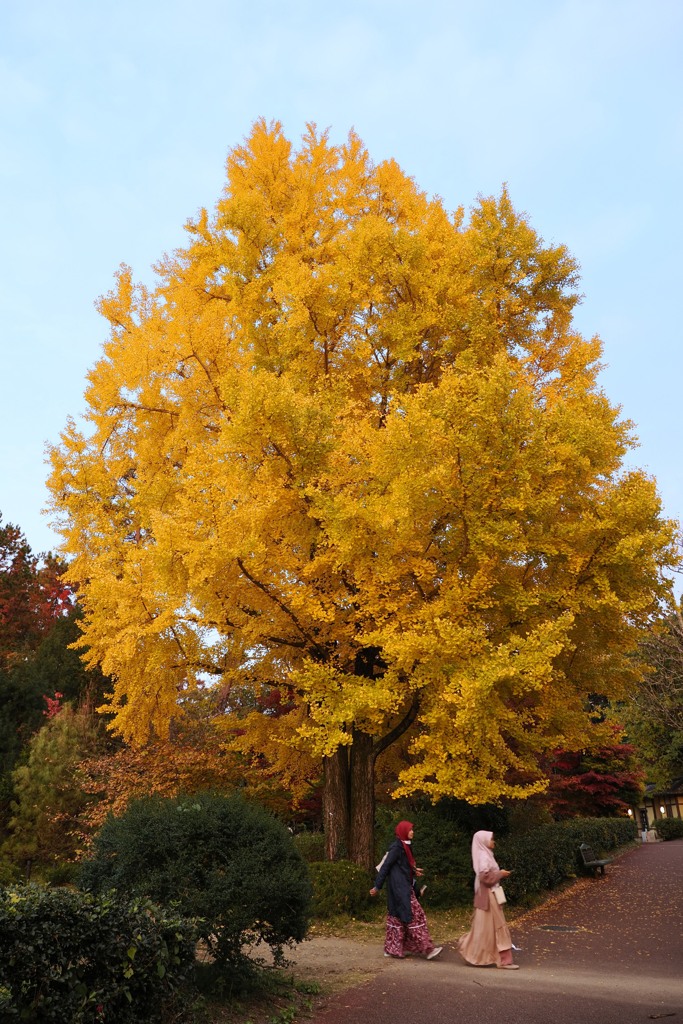 ホームグランドの黄葉