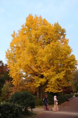 ホームグランドの黄葉