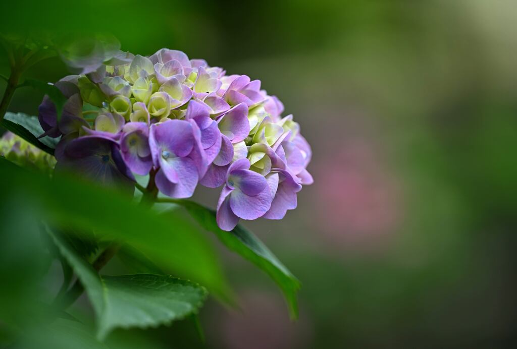紫陽花