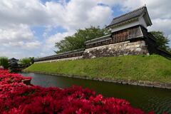 勝竜寺城公園のツツジ