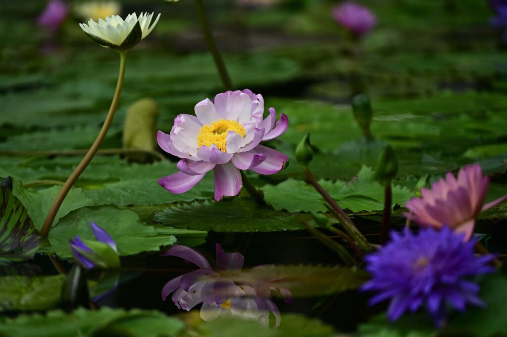 草津市立水生植物公園　２