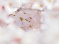 cherry blossom