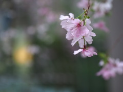 六角堂の枝垂れ桜 ２