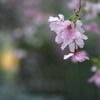 六角堂の枝垂れ桜 ２