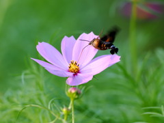 吸蜜八花飛び２