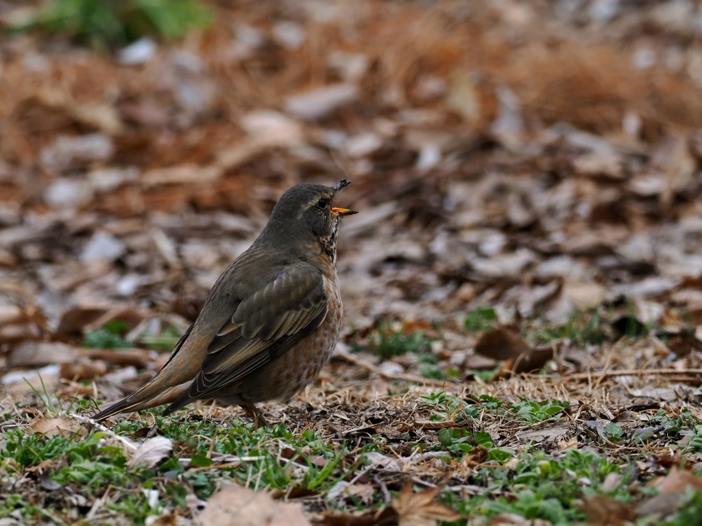 今季の初ハチジョウ