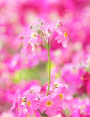 Primrose　２