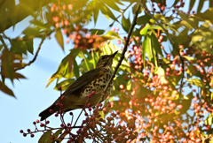 実りの秋とクロツグミ
