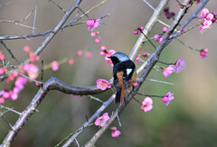 お花見ジョウ君（紅梅編）