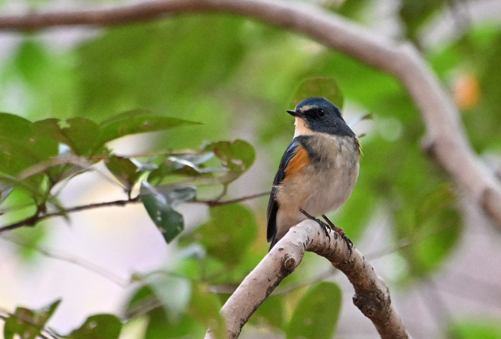 フレンドリーなルリ君 １